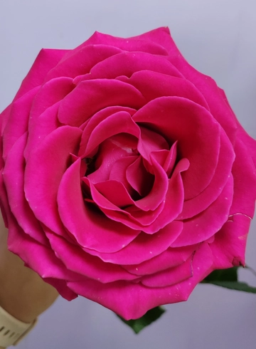 Пин флоид роза от интернет-магазина цветов в 