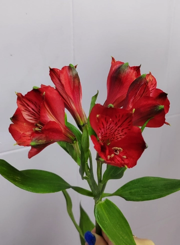 Альстельмерия приморская от интернет-магазина цветов в 