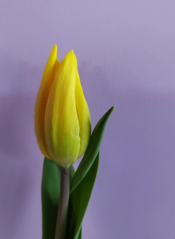 Желтый тюльпан от интернет-магазина цветов в 