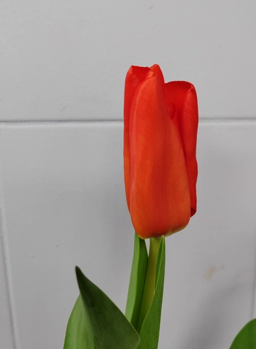 Красный тюльпан от интернет-магазина цветов в 