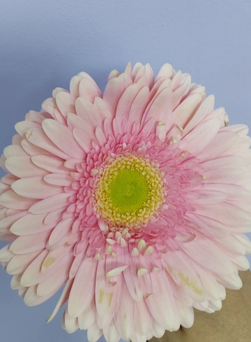 Гербера розовая от интернет-магазина цветов в 