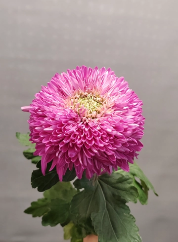 Хризантема сереневая от интернет-магазина цветов в 