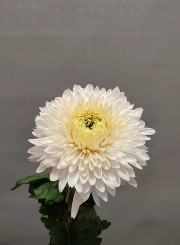 Хризантема белая от интернет-магазина цветов в 