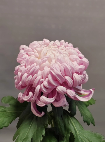 Хризантема розовая большая от интернет-магазина цветов в 