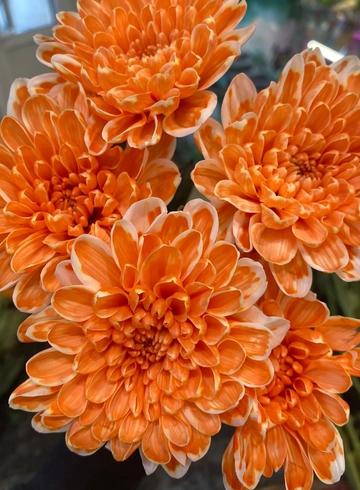 Хризантема оранжевая от интернет-магазина цветов в 