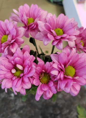 Кустовая розовая хризантема от интернет-магазина цветов в 