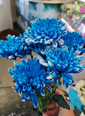 Кустовая голубая хризантема от интернет-магазина цветов в 