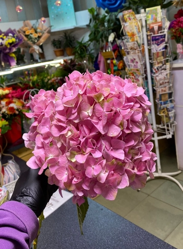 Розовая гортензия от интернет-магазина цветов в 