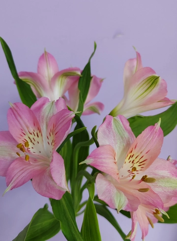 Альстромерия розовая от интернет-магазина цветов в 