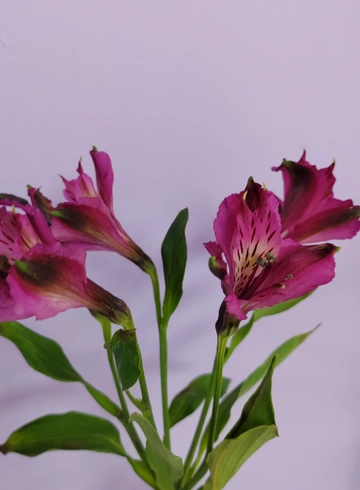 Альстромерия сиреневая от интернет-магазина цветов в 