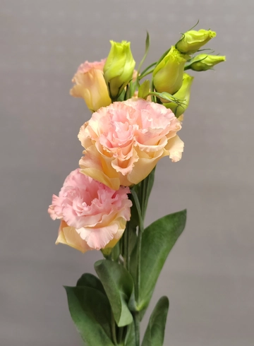 Эустома кремовая от интернет-магазина цветов в 