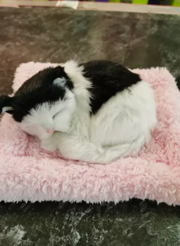 Реалистичный пятнистый котик от интернет-магазина цветов в 