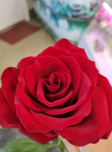 Роза Эксплорер  от интернет-магазина цветов в 