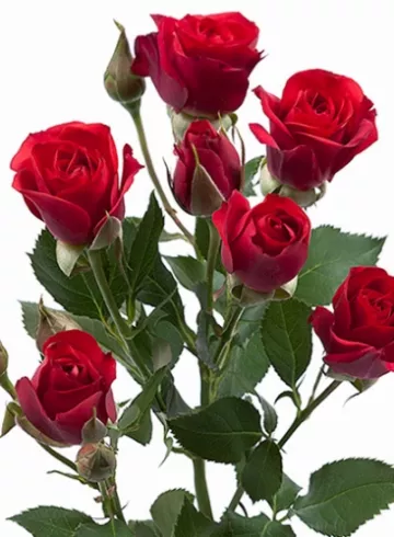 Кустовая роза от интернет-магазина цветов в 