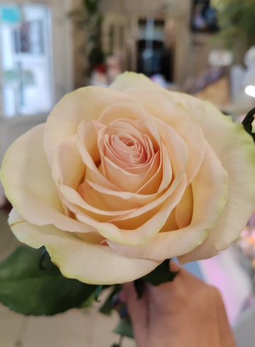 Роза Taleya от интернет-магазина цветов в 