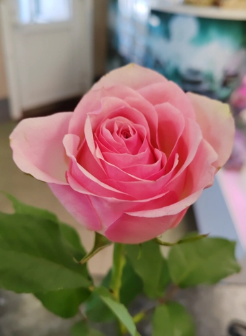 Розовая роза Hermosa от интернет-магазина цветов в 