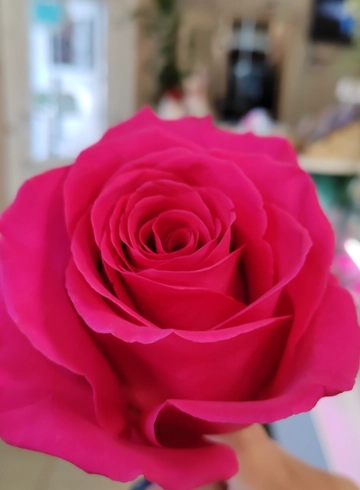 Розовая роза Пин Флоид от интернет-магазина цветов в 