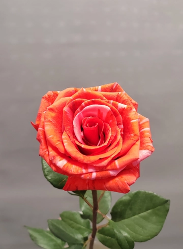 Оранжевая роза Amsterdam от интернет-магазина цветов в 