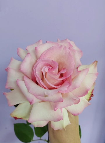 Эспиранса от интернет-магазина цветов в 